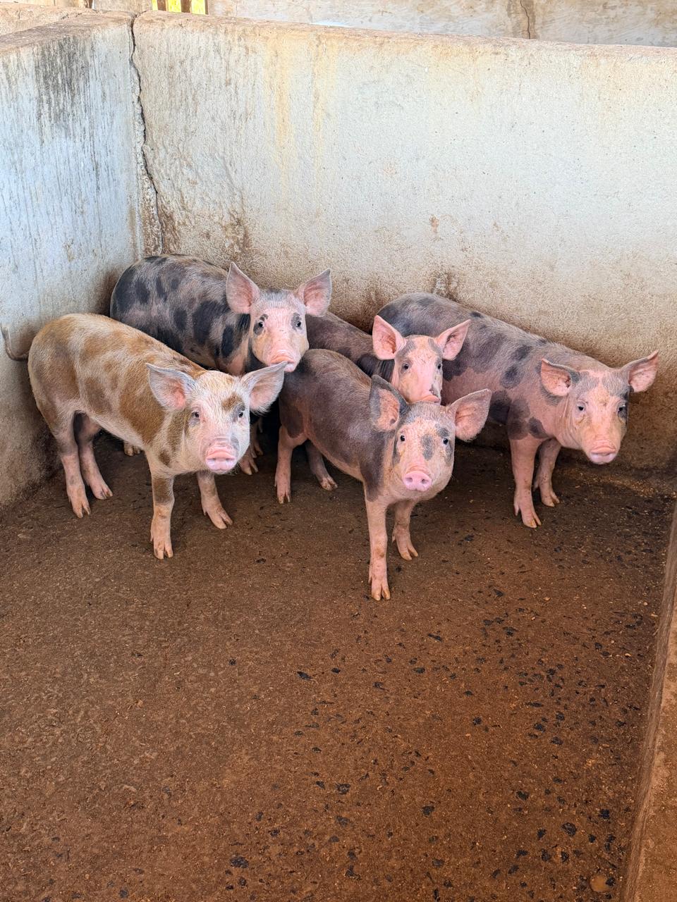 Animaizinhos da Pousada Manancial Animaizinhos da Pousada Manancial